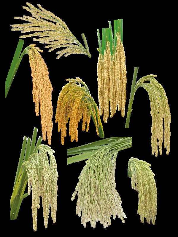 各种形态的水稻作物png透明素材