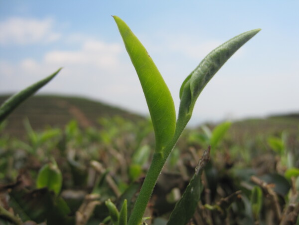 茶茶园图片