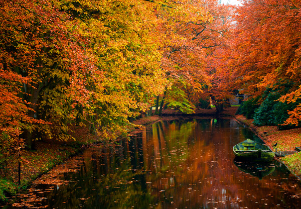 秋季红叶树木美景图片