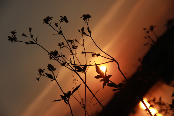 植物夕阳图片