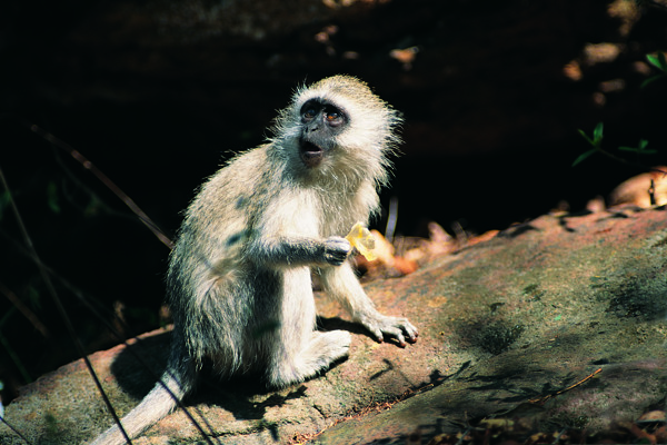 野生动物图片长尾马猴