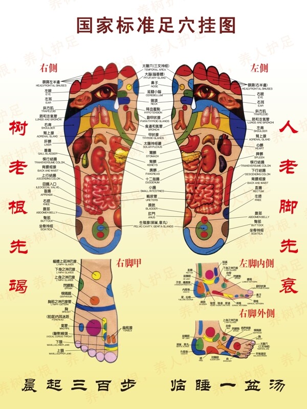 国家标准足穴挂图图片