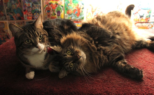 地毯上的两只猫图片