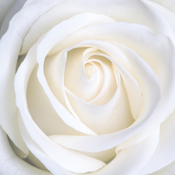 纯美白玫瑰