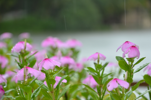 雨中小花图片