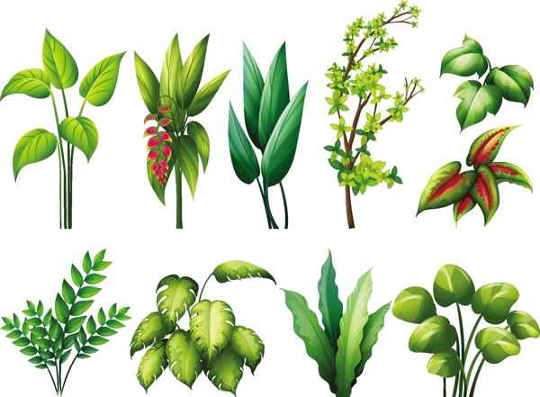 不同种类的植物