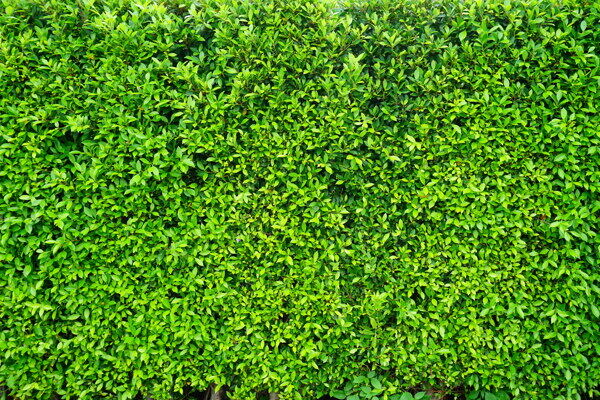 绿色叶子的墙面背景