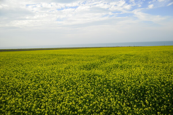 青海湖油菜花图片