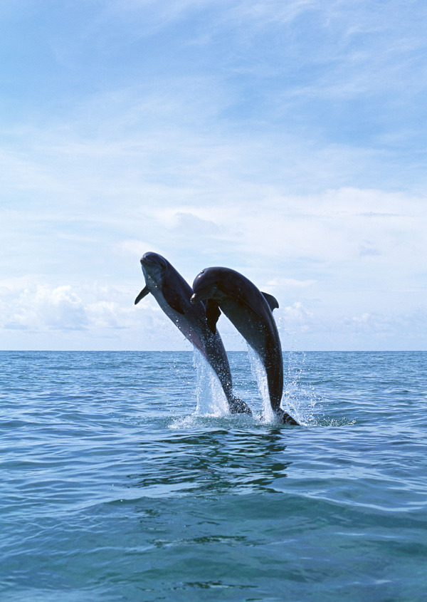 海面上的两只海豚摄影图片