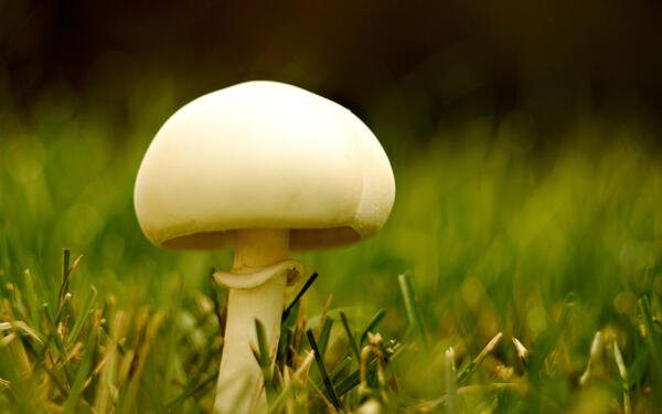 野生白蘑菇图片