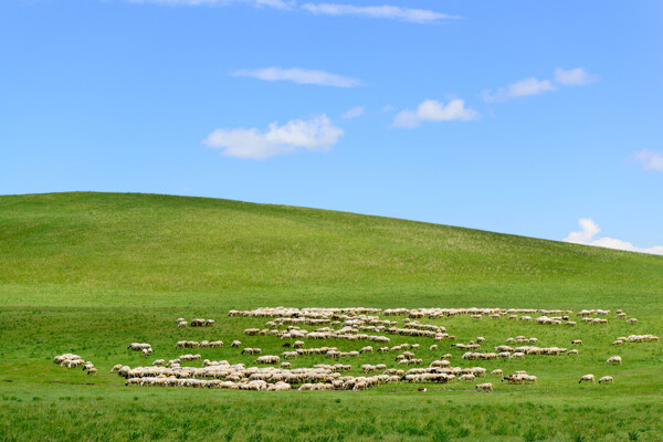 草原羊群蓝天图片