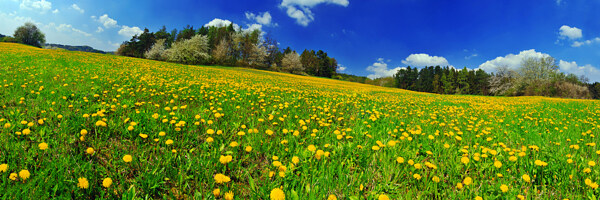 草地鲜花背景图片