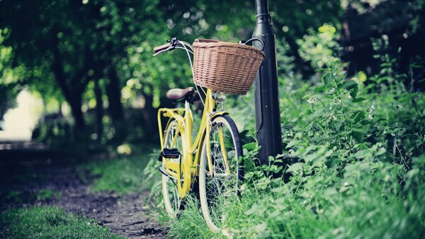 绿色树林里的单车