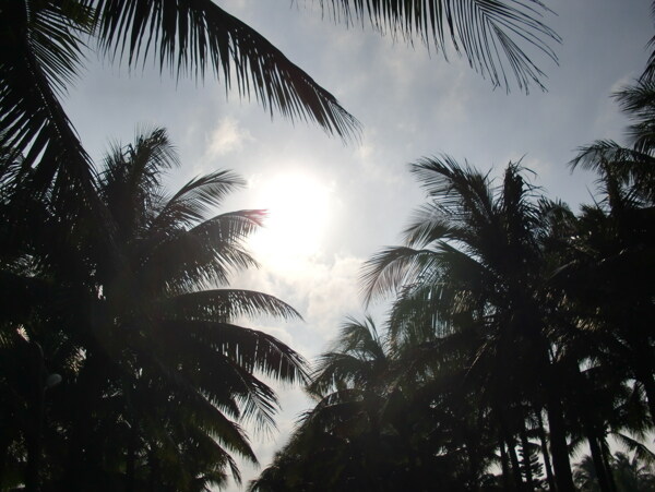 海南海口假日海滩椰子树图片