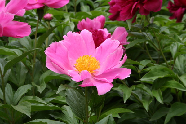 盛开的深粉色芍药花