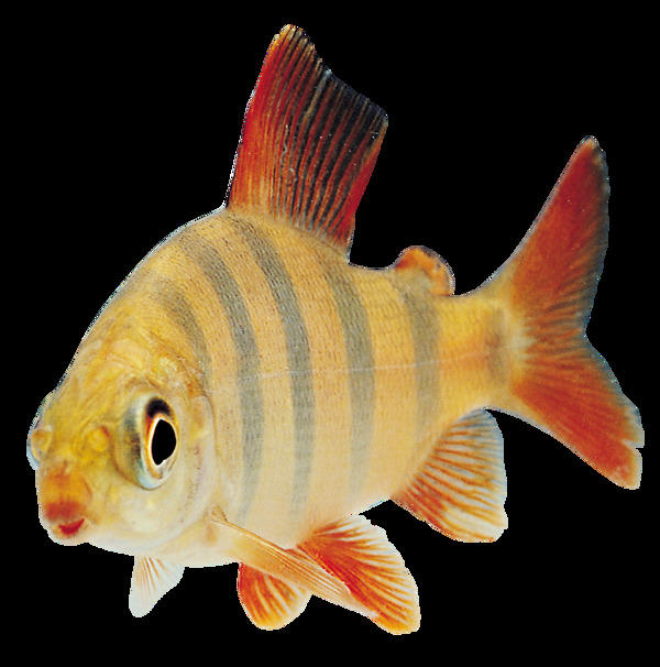 黄色带纹路鱼类图片免抠png透明图层素材