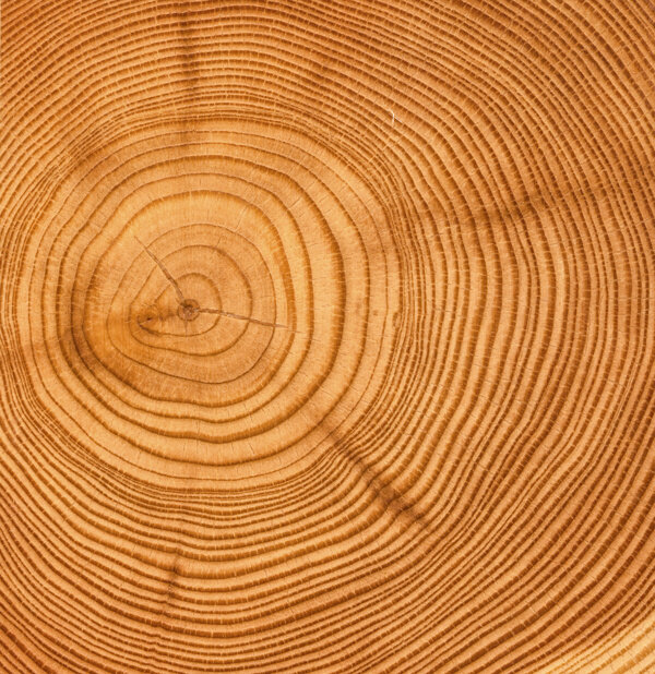木头年轮圆环纹理图