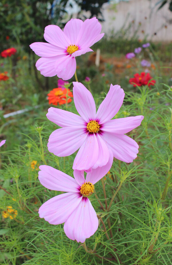 格桑花图片