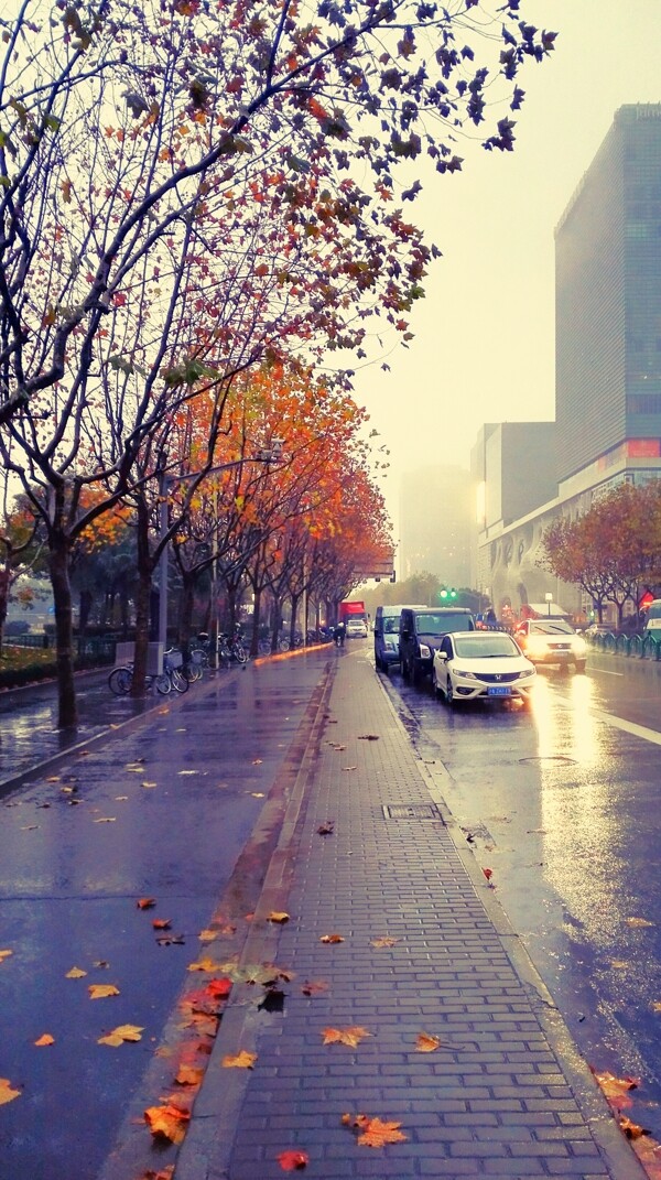 秋雨落叶路旁