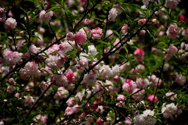 桃花图片