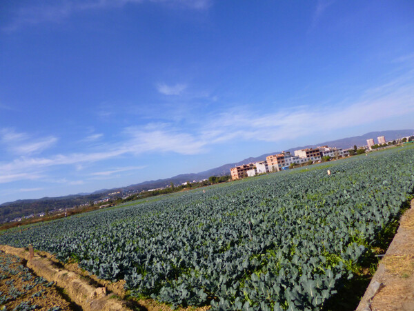 田园风光图片