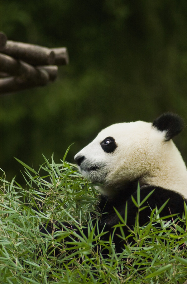 熊猫竹子图片图片