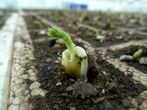 新生的豌豆苗图片
