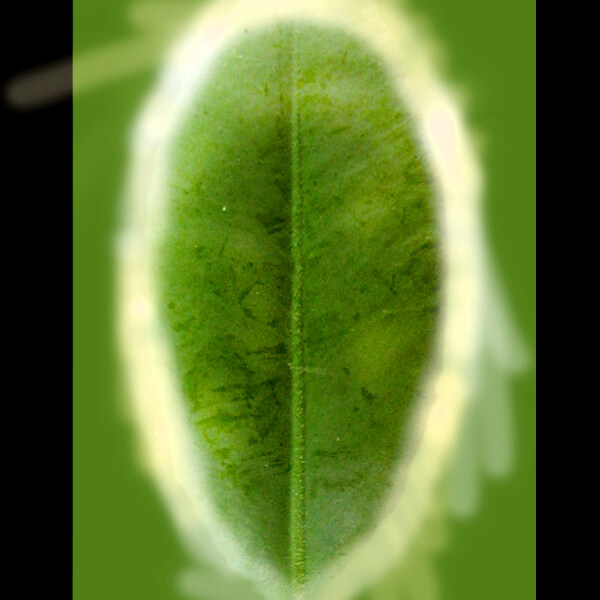 绿色灌木3d模型图片