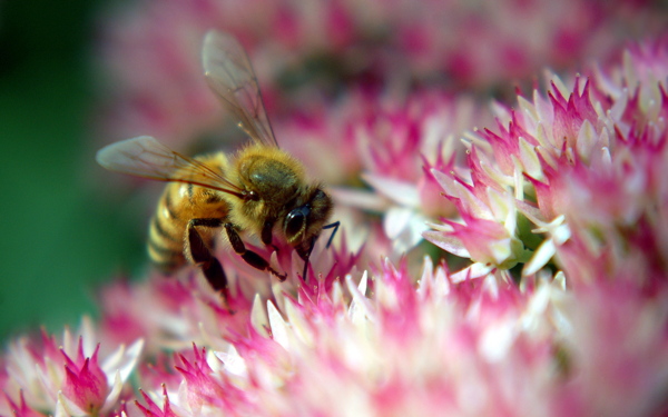 花中的小蜜蜂