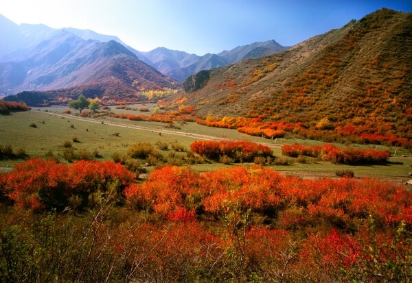 红叶烂漫满秋山