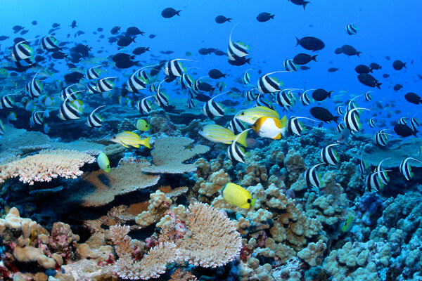 海洋生物