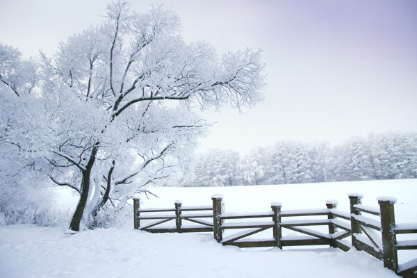 雪地里的树与围栏图片