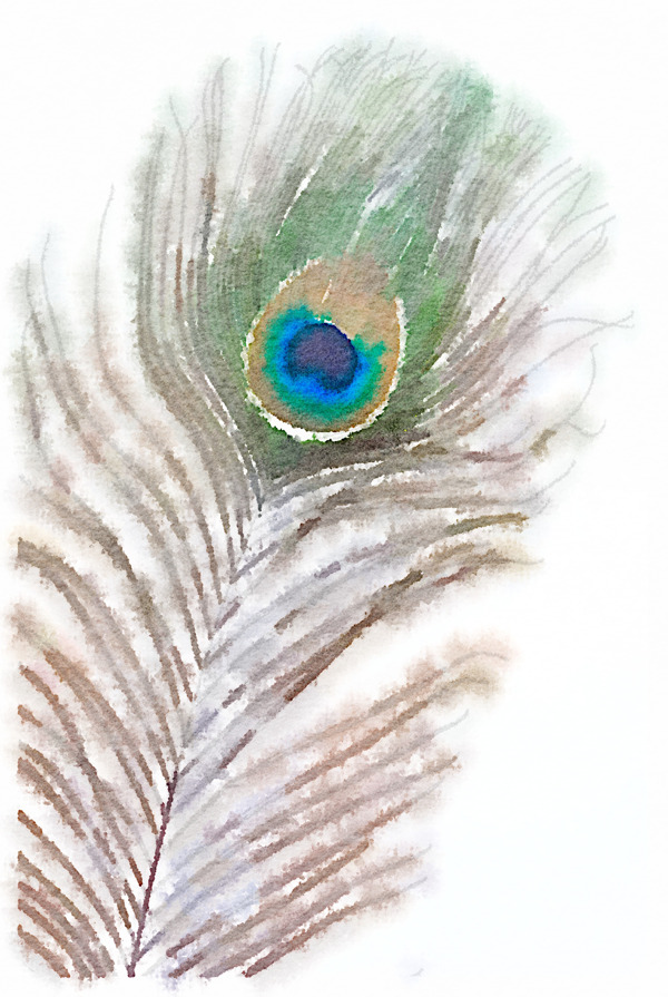 水彩插画鸟图案图片