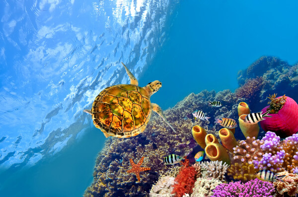 海底的海龟摄影图片