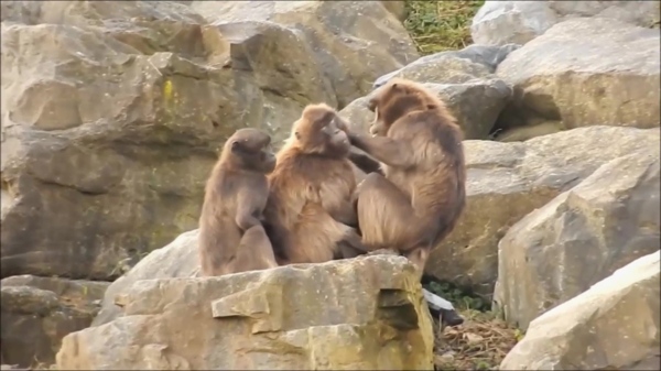石头上的猴子视频