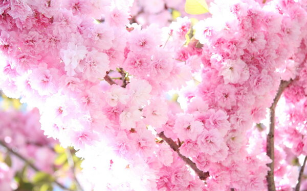 粉红花樱花背景风景