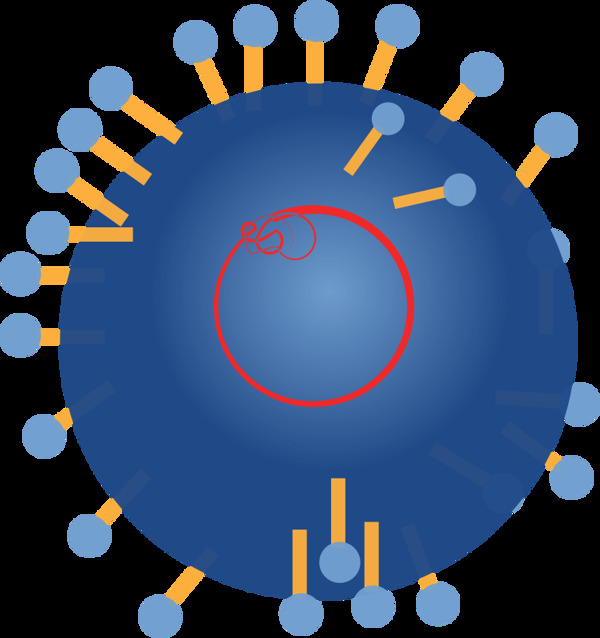 RNA病毒