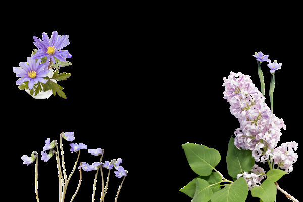 紫色花朵png元素素材