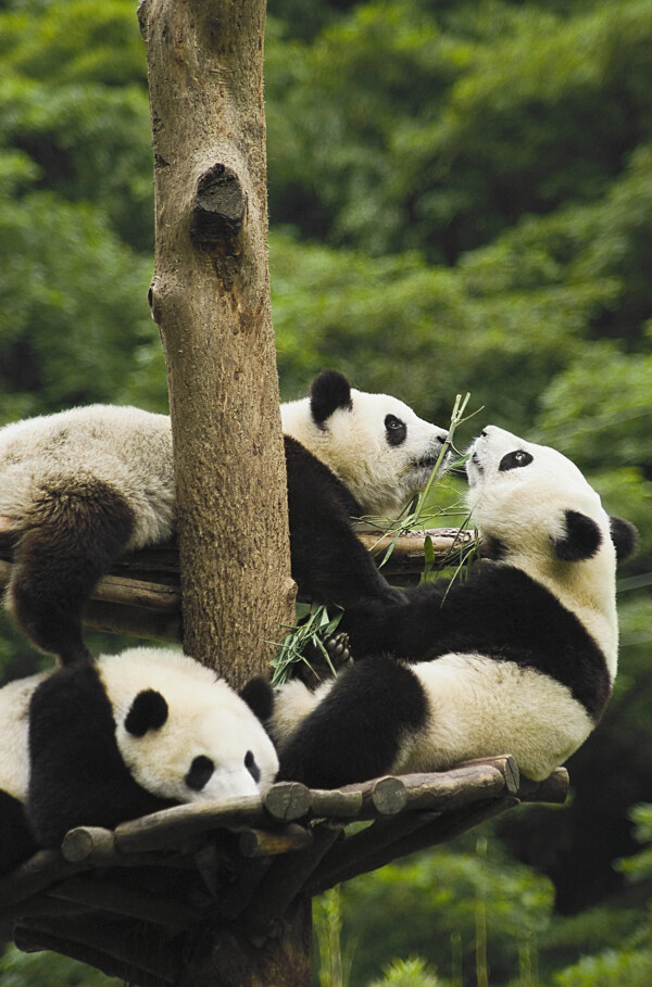 唯美熊猫图片