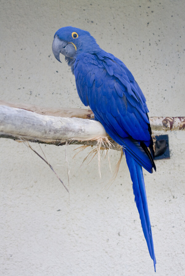 蓝色可爱的鹦鹉图片