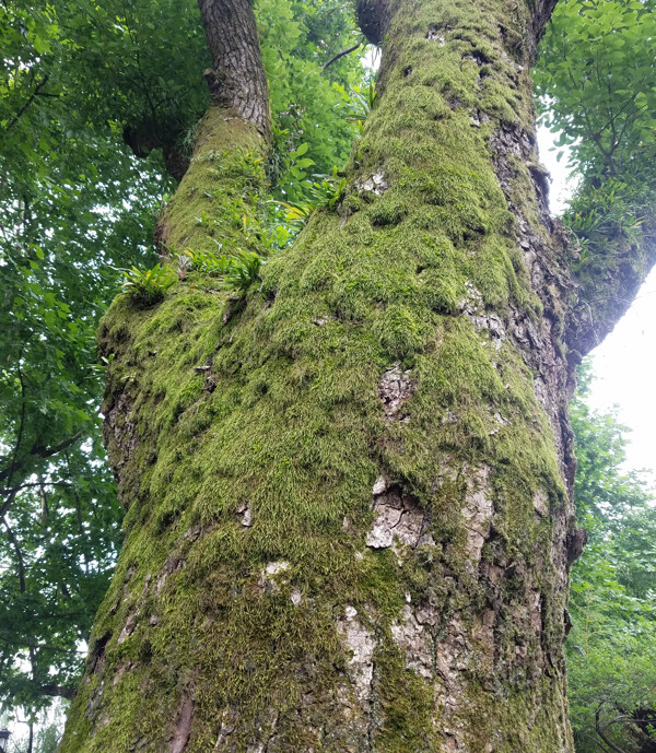 青苔古树