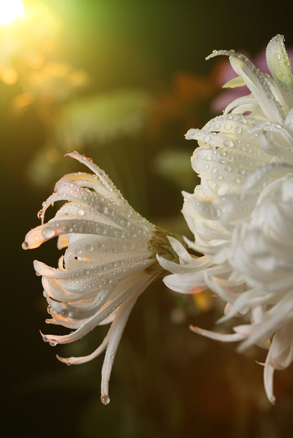 带水珠的白色菊花图片