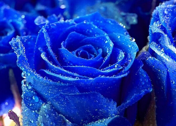 高贵的蓝玫瑰摄影图片