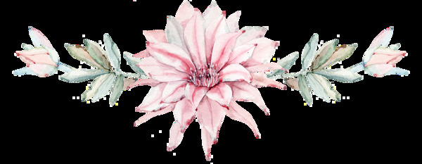 卡片花卉透明装饰图案