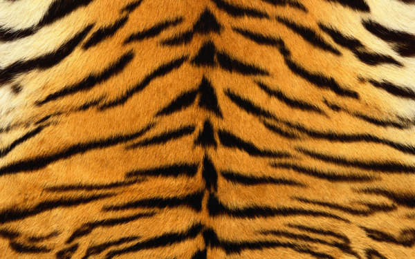 老虎皮纹