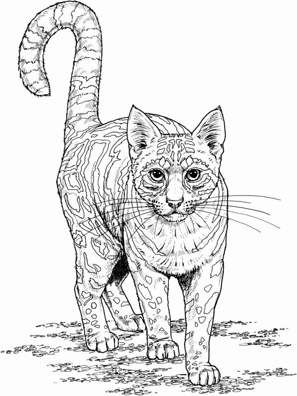 猫科动物素描