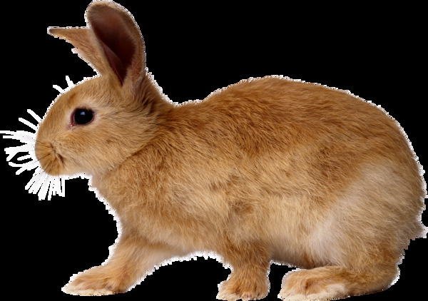 棕色兔子侧面图免抠png透明图层素材