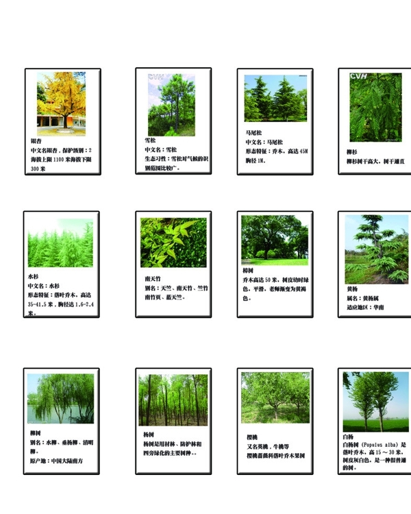 各种树木图片
