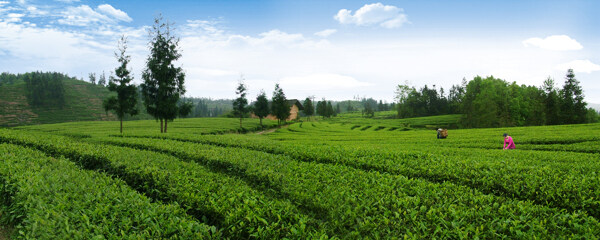 茶园风景图片