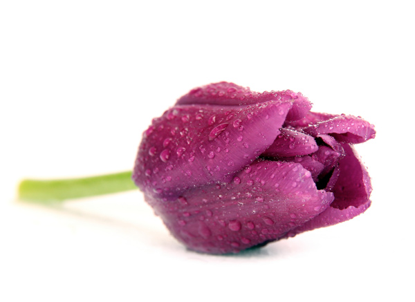 一朵紫色郁金香图片素材